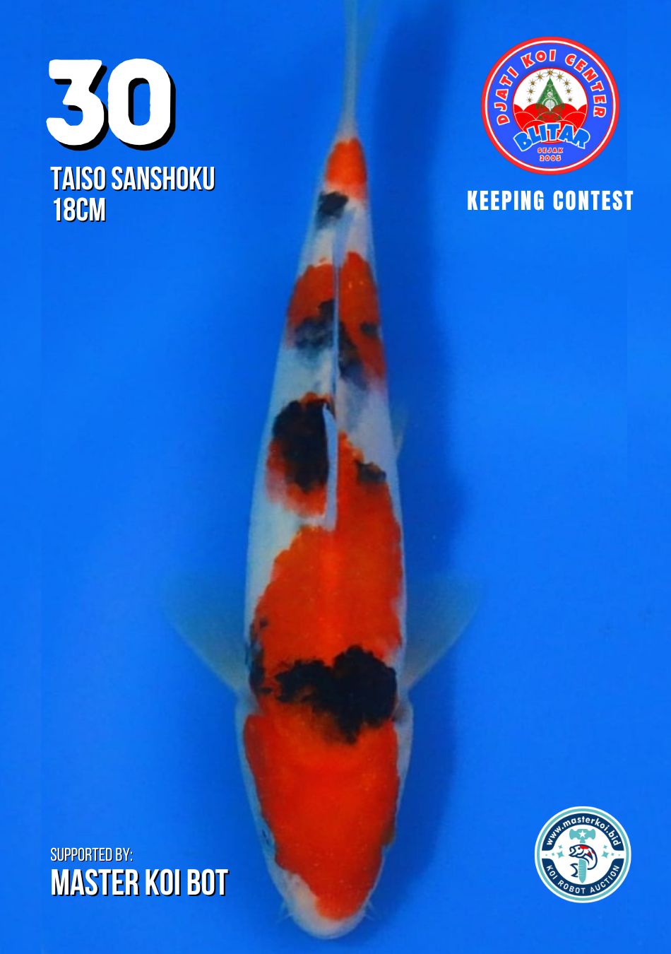 Lelang Koi Online, Jual Beli Ikan Koi, Pusat Jual Beli Koi, Info Lelang Koi Hari Ini, Platform Jual Beli Koi, Jual Beli Ikan Koi Online, Marketplace Ikan Koi, Jual Koi Terbaik, Tempat Beli Koi Berkualitas, Pasar Ikan Koi Online Terpercaya, Penjual Ikan Koi Terpercaya, Beli Koi Hias Online, Ikan Koi untuk Dijual, Koi Kualitas Terbaik, Toko Online Ikan Koi, Koi Hias Untuk Dijual, Jual Beli Ikan Koi Lokal, Koi Indonesia Online, Pusat Jual Beli Koi Terbesar