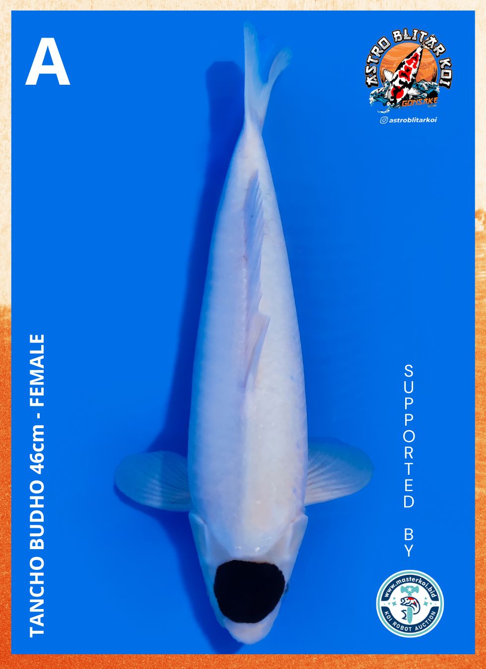 Lelang Koi Online, Jual Beli Ikan Koi, Pusat Jual Beli Koi, Info Lelang Koi Hari Ini, Platform Jual Beli Koi, Jual Beli Ikan Koi Online, Marketplace Ikan Koi, Jual Koi Terbaik, Tempat Beli Koi Berkualitas, Pasar Ikan Koi Online Terpercaya, Penjual Ikan Koi Terpercaya, Beli Koi Hias Online, Ikan Koi untuk Dijual, Koi Kualitas Terbaik, Toko Online Ikan Koi, Koi Hias Untuk Dijual, Jual Beli Ikan Koi Lokal, Koi Indonesia Online, Pusat Jual Beli Koi Terbesar