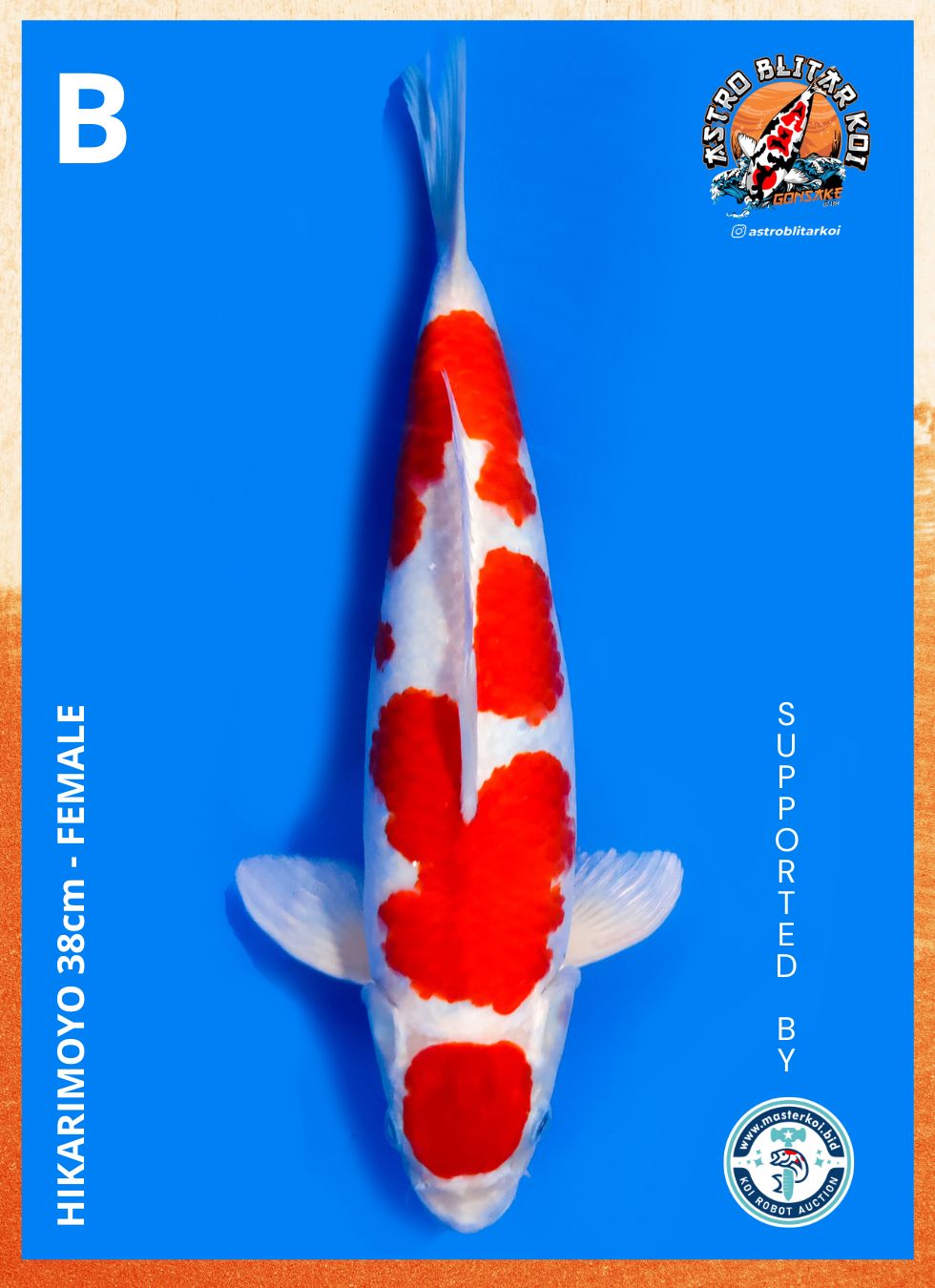 Lelang Koi Online, Jual Beli Ikan Koi, Pusat Jual Beli Koi, Info Lelang Koi Hari Ini, Platform Jual Beli Koi, Jual Beli Ikan Koi Online, Marketplace Ikan Koi, Jual Koi Terbaik, Tempat Beli Koi Berkualitas, Pasar Ikan Koi Online Terpercaya, Penjual Ikan Koi Terpercaya, Beli Koi Hias Online, Ikan Koi untuk Dijual, Koi Kualitas Terbaik, Toko Online Ikan Koi, Koi Hias Untuk Dijual, Jual Beli Ikan Koi Lokal, Koi Indonesia Online, Pusat Jual Beli Koi Terbesar