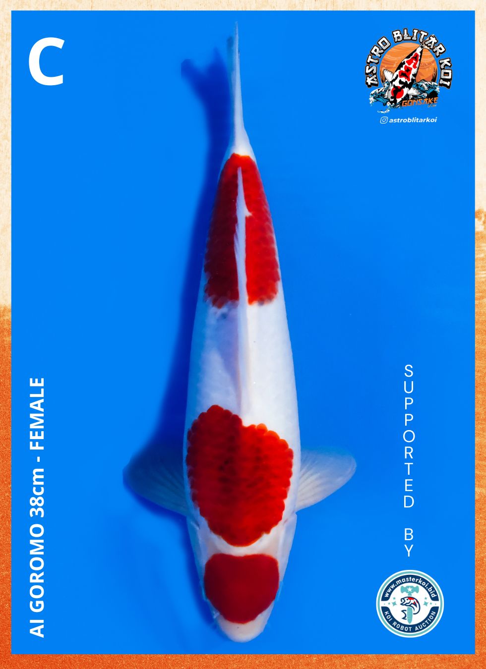 Lelang Koi Online, Jual Beli Ikan Koi, Pusat Jual Beli Koi, Info Lelang Koi Hari Ini, Platform Jual Beli Koi, Jual Beli Ikan Koi Online, Marketplace Ikan Koi, Jual Koi Terbaik, Tempat Beli Koi Berkualitas, Pasar Ikan Koi Online Terpercaya, Penjual Ikan Koi Terpercaya, Beli Koi Hias Online, Ikan Koi untuk Dijual, Koi Kualitas Terbaik, Toko Online Ikan Koi, Koi Hias Untuk Dijual, Jual Beli Ikan Koi Lokal, Koi Indonesia Online, Pusat Jual Beli Koi Terbesar