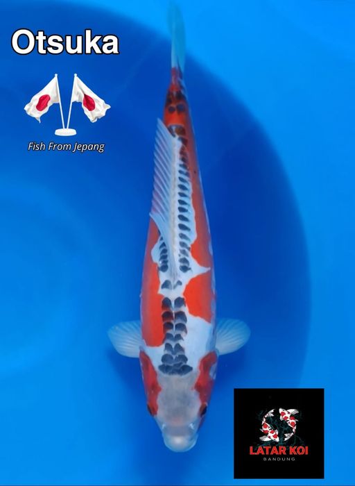 Lelang Koi Online, Jual Beli Ikan Koi, Pusat Jual Beli Koi, Info Lelang Koi Hari Ini, Platform Jual Beli Koi, Jual Beli Ikan Koi Online, Marketplace Ikan Koi, Jual Koi Terbaik, Tempat Beli Koi Berkualitas, Pasar Ikan Koi Online Terpercaya, Penjual Ikan Koi Terpercaya, Beli Koi Hias Online, Ikan Koi untuk Dijual, Koi Kualitas Terbaik, Toko Online Ikan Koi, Koi Hias Untuk Dijual, Jual Beli Ikan Koi Lokal, Koi Indonesia Online, Pusat Jual Beli Koi Terbesar
