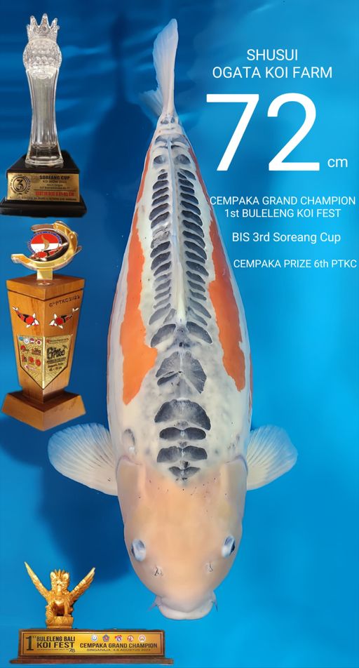 Lelang Koi Online, Jual Beli Ikan Koi, Pusat Jual Beli Koi, Info Lelang Koi Hari Ini, Platform Jual Beli Koi, Jual Beli Ikan Koi Online, Marketplace Ikan Koi, Jual Koi Terbaik, Tempat Beli Koi Berkualitas, Pasar Ikan Koi Online Terpercaya, Penjual Ikan Koi Terpercaya, Beli Koi Hias Online, Ikan Koi untuk Dijual, Koi Kualitas Terbaik, Toko Online Ikan Koi, Koi Hias Untuk Dijual, Jual Beli Ikan Koi Lokal, Koi Indonesia Online, Pusat Jual Beli Koi Terbesar