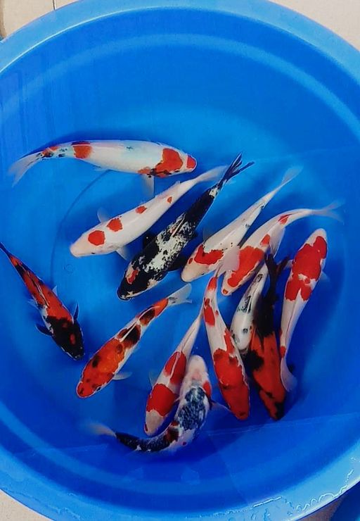 Lelang Koi Online, Jual Beli Ikan Koi, Pusat Jual Beli Koi, Info Lelang Koi Hari Ini, Platform Jual Beli Koi, Jual Beli Ikan Koi Online, Marketplace Ikan Koi, Jual Koi Terbaik, Tempat Beli Koi Berkualitas, Pasar Ikan Koi Online Terpercaya, Penjual Ikan Koi Terpercaya, Beli Koi Hias Online, Ikan Koi untuk Dijual, Koi Kualitas Terbaik, Toko Online Ikan Koi, Koi Hias Untuk Dijual, Jual Beli Ikan Koi Lokal, Koi Indonesia Online, Pusat Jual Beli Koi Terbesar
