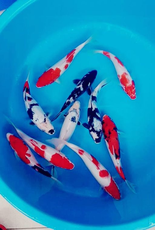 Lelang Koi Online, Jual Beli Ikan Koi, Pusat Jual Beli Koi, Info Lelang Koi Hari Ini, Platform Jual Beli Koi, Jual Beli Ikan Koi Online, Marketplace Ikan Koi, Jual Koi Terbaik, Tempat Beli Koi Berkualitas, Pasar Ikan Koi Online Terpercaya, Penjual Ikan Koi Terpercaya, Beli Koi Hias Online, Ikan Koi untuk Dijual, Koi Kualitas Terbaik, Toko Online Ikan Koi, Koi Hias Untuk Dijual, Jual Beli Ikan Koi Lokal, Koi Indonesia Online, Pusat Jual Beli Koi Terbesar
