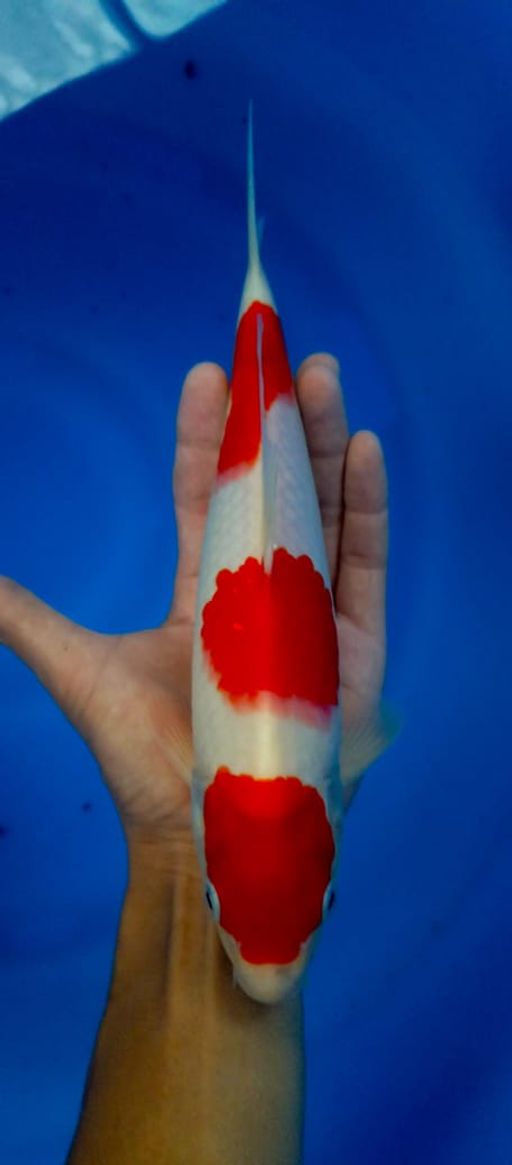 Lelang Koi Online, Jual Beli Ikan Koi, Pusat Jual Beli Koi, Info Lelang Koi Hari Ini, Platform Jual Beli Koi, Jual Beli Ikan Koi Online, Marketplace Ikan Koi, Jual Koi Terbaik, Tempat Beli Koi Berkualitas, Pasar Ikan Koi Online Terpercaya, Penjual Ikan Koi Terpercaya, Beli Koi Hias Online, Ikan Koi untuk Dijual, Koi Kualitas Terbaik, Toko Online Ikan Koi, Koi Hias Untuk Dijual, Jual Beli Ikan Koi Lokal, Koi Indonesia Online, Pusat Jual Beli Koi Terbesar