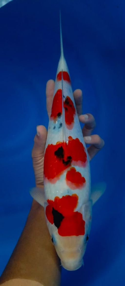Lelang Koi Online, Jual Beli Ikan Koi, Pusat Jual Beli Koi, Info Lelang Koi Hari Ini, Platform Jual Beli Koi, Jual Beli Ikan Koi Online, Marketplace Ikan Koi, Jual Koi Terbaik, Tempat Beli Koi Berkualitas, Pasar Ikan Koi Online Terpercaya, Penjual Ikan Koi Terpercaya, Beli Koi Hias Online, Ikan Koi untuk Dijual, Koi Kualitas Terbaik, Toko Online Ikan Koi, Koi Hias Untuk Dijual, Jual Beli Ikan Koi Lokal, Koi Indonesia Online, Pusat Jual Beli Koi Terbesar