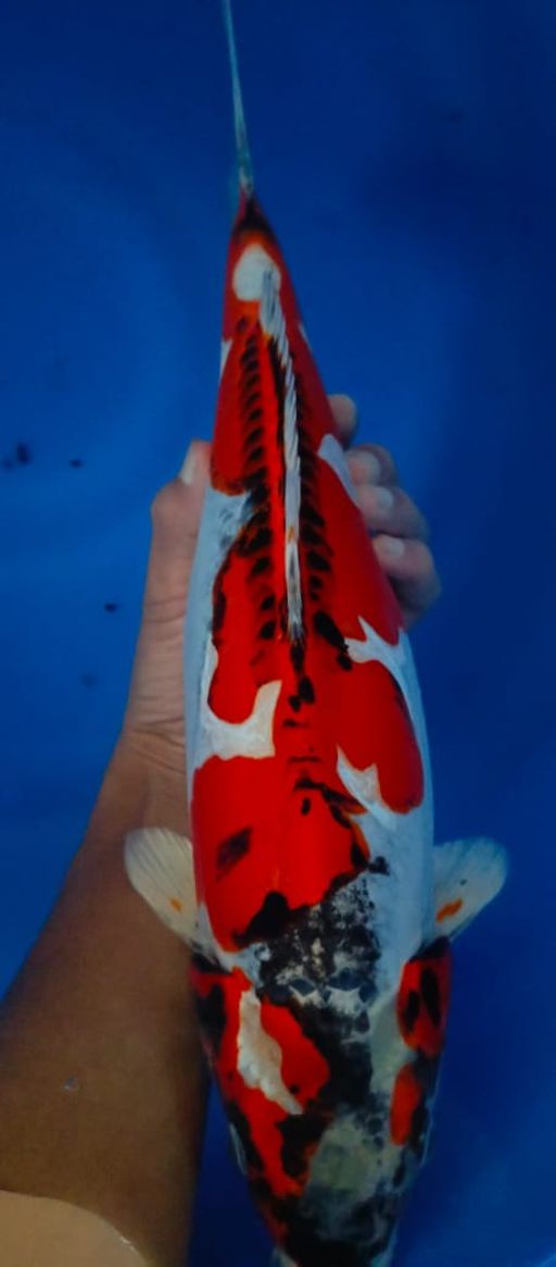 Lelang Koi Online, Jual Beli Ikan Koi, Pusat Jual Beli Koi, Info Lelang Koi Hari Ini, Platform Jual Beli Koi, Jual Beli Ikan Koi Online, Marketplace Ikan Koi, Jual Koi Terbaik, Tempat Beli Koi Berkualitas, Pasar Ikan Koi Online Terpercaya, Penjual Ikan Koi Terpercaya, Beli Koi Hias Online, Ikan Koi untuk Dijual, Koi Kualitas Terbaik, Toko Online Ikan Koi, Koi Hias Untuk Dijual, Jual Beli Ikan Koi Lokal, Koi Indonesia Online, Pusat Jual Beli Koi Terbesar