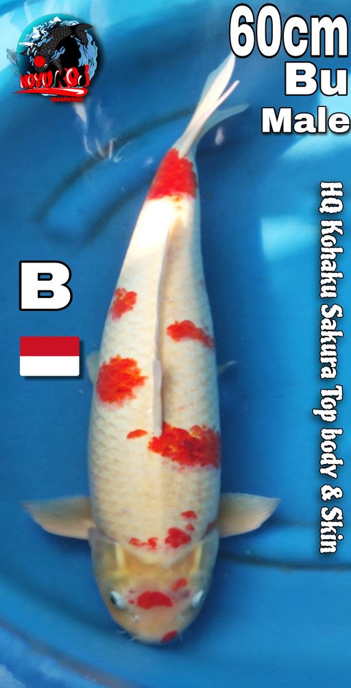 Lelang Koi Online, Jual Beli Ikan Koi, Pusat Jual Beli Koi, Info Lelang Koi Hari Ini, Platform Jual Beli Koi, Jual Beli Ikan Koi Online, Marketplace Ikan Koi, Jual Koi Terbaik, Tempat Beli Koi Berkualitas, Pasar Ikan Koi Online Terpercaya, Penjual Ikan Koi Terpercaya, Beli Koi Hias Online, Ikan Koi untuk Dijual, Koi Kualitas Terbaik, Toko Online Ikan Koi, Koi Hias Untuk Dijual, Jual Beli Ikan Koi Lokal, Koi Indonesia Online, Pusat Jual Beli Koi Terbesar