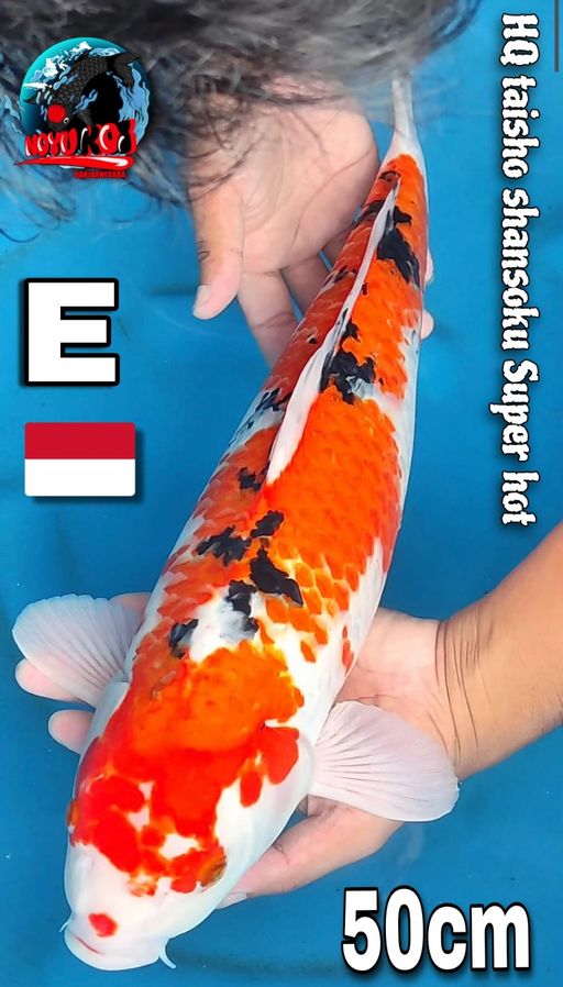 Lelang Koi Online, Jual Beli Ikan Koi, Pusat Jual Beli Koi, Info Lelang Koi Hari Ini, Platform Jual Beli Koi, Jual Beli Ikan Koi Online, Marketplace Ikan Koi, Jual Koi Terbaik, Tempat Beli Koi Berkualitas, Pasar Ikan Koi Online Terpercaya, Penjual Ikan Koi Terpercaya, Beli Koi Hias Online, Ikan Koi untuk Dijual, Koi Kualitas Terbaik, Toko Online Ikan Koi, Koi Hias Untuk Dijual, Jual Beli Ikan Koi Lokal, Koi Indonesia Online, Pusat Jual Beli Koi Terbesar