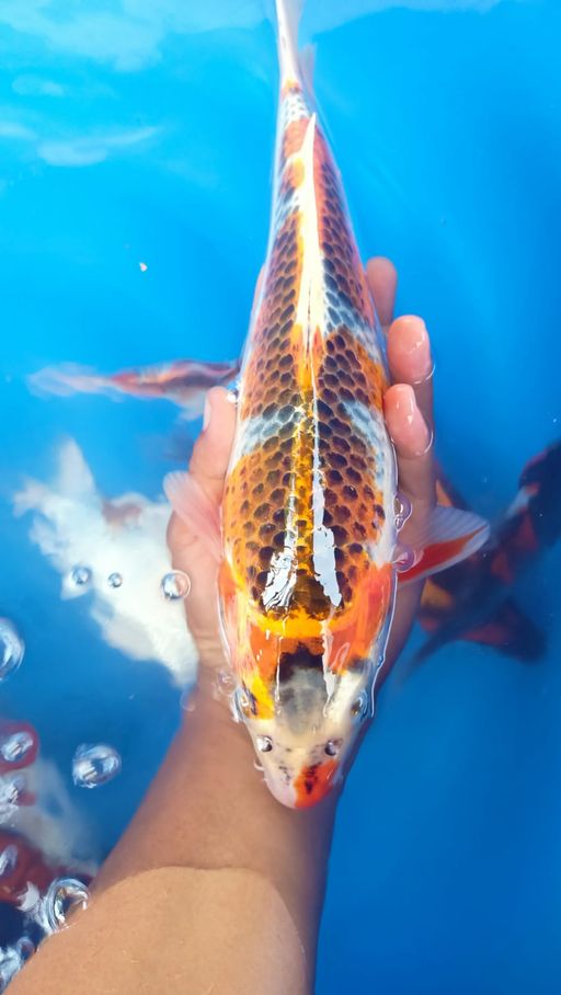Lelang Koi Online, Jual Beli Ikan Koi, Pusat Jual Beli Koi, Info Lelang Koi Hari Ini, Platform Jual Beli Koi, Jual Beli Ikan Koi Online, Marketplace Ikan Koi, Jual Koi Terbaik, Tempat Beli Koi Berkualitas, Pasar Ikan Koi Online Terpercaya, Penjual Ikan Koi Terpercaya, Beli Koi Hias Online, Ikan Koi untuk Dijual, Koi Kualitas Terbaik, Toko Online Ikan Koi, Koi Hias Untuk Dijual, Jual Beli Ikan Koi Lokal, Koi Indonesia Online, Pusat Jual Beli Koi Terbesar