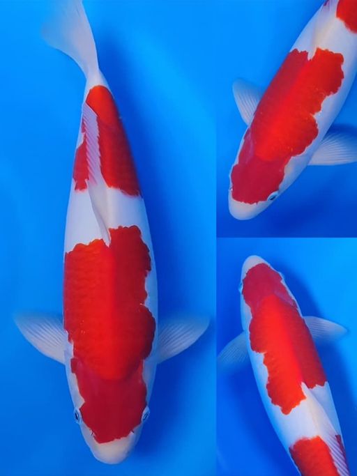 Lelang Koi Online, Jual Beli Ikan Koi, Pusat Jual Beli Koi, Info Lelang Koi Hari Ini, Platform Jual Beli Koi, Jual Beli Ikan Koi Online, Marketplace Ikan Koi, Jual Koi Terbaik, Tempat Beli Koi Berkualitas, Pasar Ikan Koi Online Terpercaya, Penjual Ikan Koi Terpercaya, Beli Koi Hias Online, Ikan Koi untuk Dijual, Koi Kualitas Terbaik, Toko Online Ikan Koi, Koi Hias Untuk Dijual, Jual Beli Ikan Koi Lokal, Koi Indonesia Online, Pusat Jual Beli Koi Terbesar