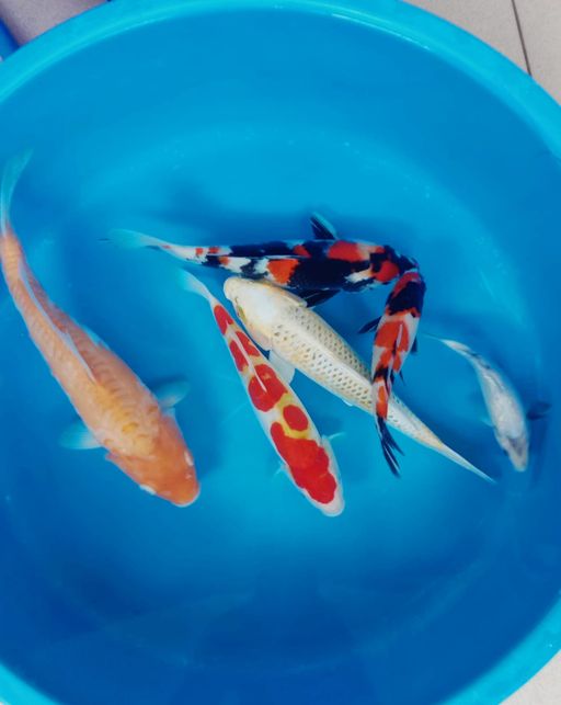 Lelang Koi Online, Jual Beli Ikan Koi, Pusat Jual Beli Koi, Info Lelang Koi Hari Ini, Platform Jual Beli Koi, Jual Beli Ikan Koi Online, Marketplace Ikan Koi, Jual Koi Terbaik, Tempat Beli Koi Berkualitas, Pasar Ikan Koi Online Terpercaya, Penjual Ikan Koi Terpercaya, Beli Koi Hias Online, Ikan Koi untuk Dijual, Koi Kualitas Terbaik, Toko Online Ikan Koi, Koi Hias Untuk Dijual, Jual Beli Ikan Koi Lokal, Koi Indonesia Online, Pusat Jual Beli Koi Terbesar