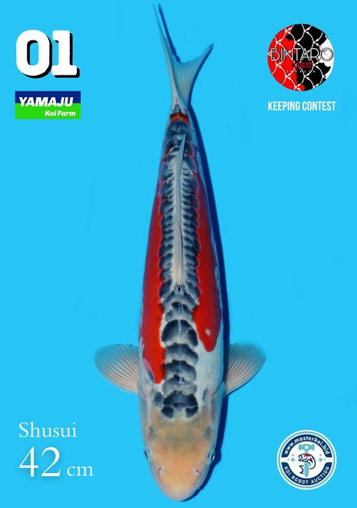Lelang Koi Online, Jual Beli Ikan Koi, Pusat Jual Beli Koi, Info Lelang Koi Hari Ini, Platform Jual Beli Koi, Jual Beli Ikan Koi Online, Marketplace Ikan Koi, Jual Koi Terbaik, Tempat Beli Koi Berkualitas, Pasar Ikan Koi Online Terpercaya, Penjual Ikan Koi Terpercaya, Beli Koi Hias Online, Ikan Koi untuk Dijual, Koi Kualitas Terbaik, Toko Online Ikan Koi, Koi Hias Untuk Dijual, Jual Beli Ikan Koi Lokal, Koi Indonesia Online, Pusat Jual Beli Koi Terbesar