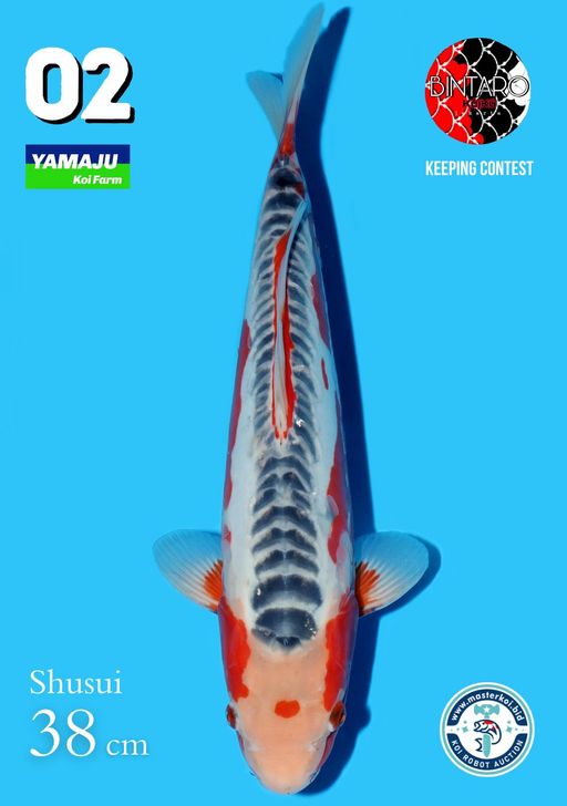 Lelang Koi Online, Jual Beli Ikan Koi, Pusat Jual Beli Koi, Info Lelang Koi Hari Ini, Platform Jual Beli Koi, Jual Beli Ikan Koi Online, Marketplace Ikan Koi, Jual Koi Terbaik, Tempat Beli Koi Berkualitas, Pasar Ikan Koi Online Terpercaya, Penjual Ikan Koi Terpercaya, Beli Koi Hias Online, Ikan Koi untuk Dijual, Koi Kualitas Terbaik, Toko Online Ikan Koi, Koi Hias Untuk Dijual, Jual Beli Ikan Koi Lokal, Koi Indonesia Online, Pusat Jual Beli Koi Terbesar