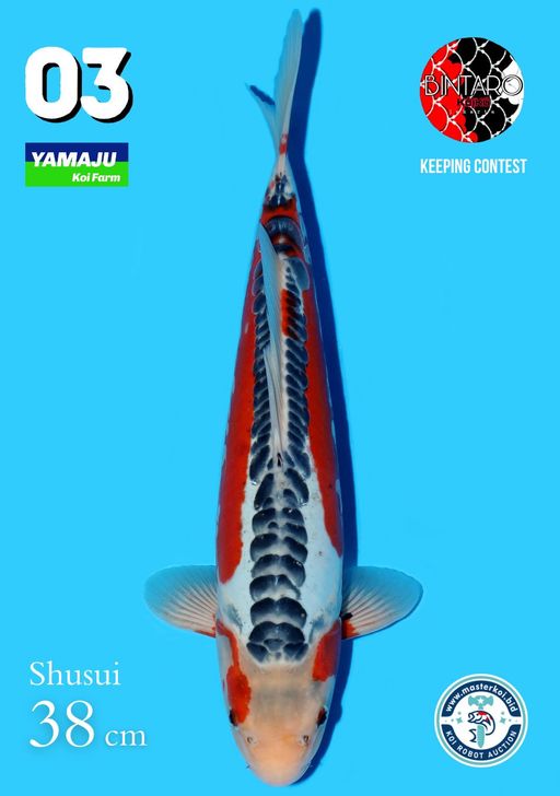 Lelang Koi Online, Jual Beli Ikan Koi, Pusat Jual Beli Koi, Info Lelang Koi Hari Ini, Platform Jual Beli Koi, Jual Beli Ikan Koi Online, Marketplace Ikan Koi, Jual Koi Terbaik, Tempat Beli Koi Berkualitas, Pasar Ikan Koi Online Terpercaya, Penjual Ikan Koi Terpercaya, Beli Koi Hias Online, Ikan Koi untuk Dijual, Koi Kualitas Terbaik, Toko Online Ikan Koi, Koi Hias Untuk Dijual, Jual Beli Ikan Koi Lokal, Koi Indonesia Online, Pusat Jual Beli Koi Terbesar