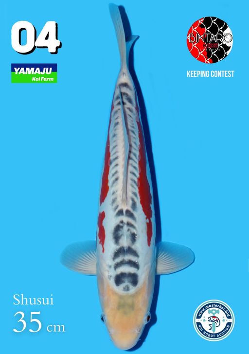 Lelang Koi Online, Jual Beli Ikan Koi, Pusat Jual Beli Koi, Info Lelang Koi Hari Ini, Platform Jual Beli Koi, Jual Beli Ikan Koi Online, Marketplace Ikan Koi, Jual Koi Terbaik, Tempat Beli Koi Berkualitas, Pasar Ikan Koi Online Terpercaya, Penjual Ikan Koi Terpercaya, Beli Koi Hias Online, Ikan Koi untuk Dijual, Koi Kualitas Terbaik, Toko Online Ikan Koi, Koi Hias Untuk Dijual, Jual Beli Ikan Koi Lokal, Koi Indonesia Online, Pusat Jual Beli Koi Terbesar
