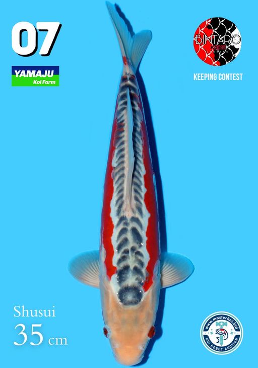 Lelang Koi Online, Jual Beli Ikan Koi, Pusat Jual Beli Koi, Info Lelang Koi Hari Ini, Platform Jual Beli Koi, Jual Beli Ikan Koi Online, Marketplace Ikan Koi, Jual Koi Terbaik, Tempat Beli Koi Berkualitas, Pasar Ikan Koi Online Terpercaya, Penjual Ikan Koi Terpercaya, Beli Koi Hias Online, Ikan Koi untuk Dijual, Koi Kualitas Terbaik, Toko Online Ikan Koi, Koi Hias Untuk Dijual, Jual Beli Ikan Koi Lokal, Koi Indonesia Online, Pusat Jual Beli Koi Terbesar