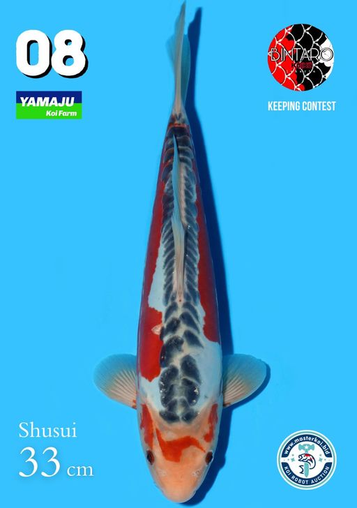 Lelang Koi Online, Jual Beli Ikan Koi, Pusat Jual Beli Koi, Info Lelang Koi Hari Ini, Platform Jual Beli Koi, Jual Beli Ikan Koi Online, Marketplace Ikan Koi, Jual Koi Terbaik, Tempat Beli Koi Berkualitas, Pasar Ikan Koi Online Terpercaya, Penjual Ikan Koi Terpercaya, Beli Koi Hias Online, Ikan Koi untuk Dijual, Koi Kualitas Terbaik, Toko Online Ikan Koi, Koi Hias Untuk Dijual, Jual Beli Ikan Koi Lokal, Koi Indonesia Online, Pusat Jual Beli Koi Terbesar