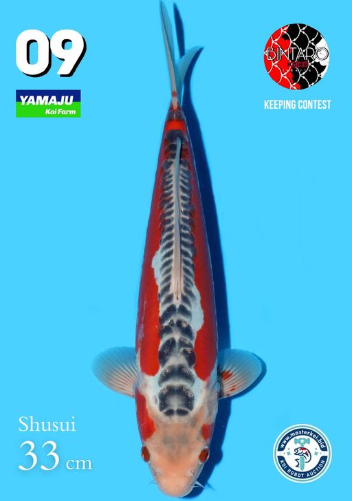Lelang Koi Online, Jual Beli Ikan Koi, Pusat Jual Beli Koi, Info Lelang Koi Hari Ini, Platform Jual Beli Koi, Jual Beli Ikan Koi Online, Marketplace Ikan Koi, Jual Koi Terbaik, Tempat Beli Koi Berkualitas, Pasar Ikan Koi Online Terpercaya, Penjual Ikan Koi Terpercaya, Beli Koi Hias Online, Ikan Koi untuk Dijual, Koi Kualitas Terbaik, Toko Online Ikan Koi, Koi Hias Untuk Dijual, Jual Beli Ikan Koi Lokal, Koi Indonesia Online, Pusat Jual Beli Koi Terbesar