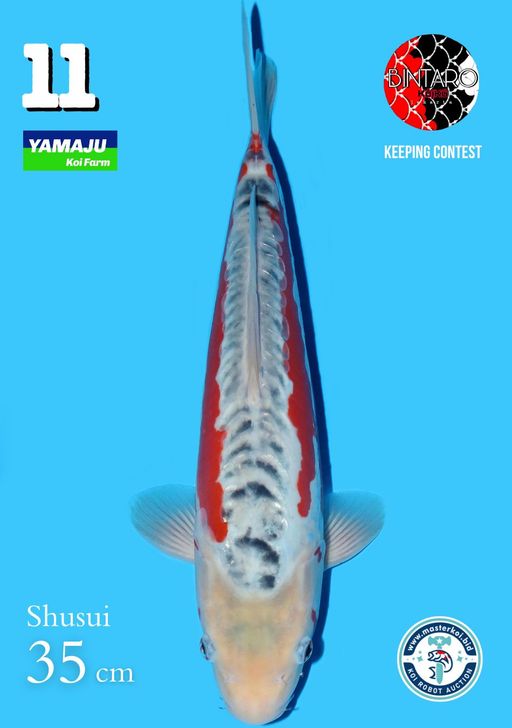 Lelang Koi Online, Jual Beli Ikan Koi, Pusat Jual Beli Koi, Info Lelang Koi Hari Ini, Platform Jual Beli Koi, Jual Beli Ikan Koi Online, Marketplace Ikan Koi, Jual Koi Terbaik, Tempat Beli Koi Berkualitas, Pasar Ikan Koi Online Terpercaya, Penjual Ikan Koi Terpercaya, Beli Koi Hias Online, Ikan Koi untuk Dijual, Koi Kualitas Terbaik, Toko Online Ikan Koi, Koi Hias Untuk Dijual, Jual Beli Ikan Koi Lokal, Koi Indonesia Online, Pusat Jual Beli Koi Terbesar