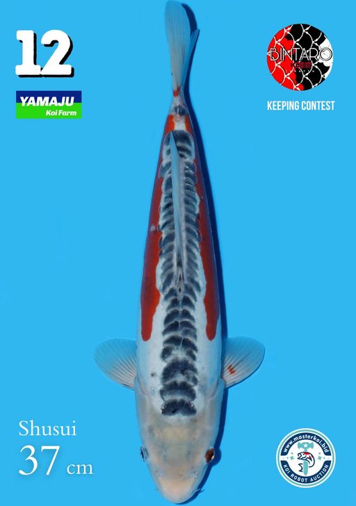 Lelang Koi Online, Jual Beli Ikan Koi, Pusat Jual Beli Koi, Info Lelang Koi Hari Ini, Platform Jual Beli Koi, Jual Beli Ikan Koi Online, Marketplace Ikan Koi, Jual Koi Terbaik, Tempat Beli Koi Berkualitas, Pasar Ikan Koi Online Terpercaya, Penjual Ikan Koi Terpercaya, Beli Koi Hias Online, Ikan Koi untuk Dijual, Koi Kualitas Terbaik, Toko Online Ikan Koi, Koi Hias Untuk Dijual, Jual Beli Ikan Koi Lokal, Koi Indonesia Online, Pusat Jual Beli Koi Terbesar