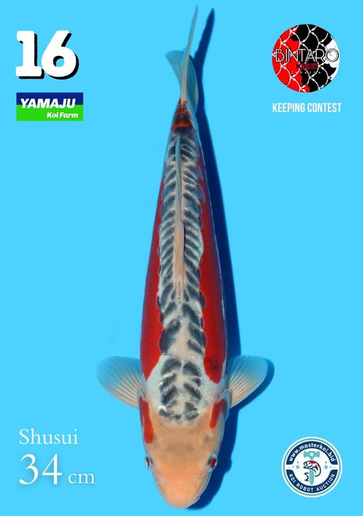 Lelang Koi Online, Jual Beli Ikan Koi, Pusat Jual Beli Koi, Info Lelang Koi Hari Ini, Platform Jual Beli Koi, Jual Beli Ikan Koi Online, Marketplace Ikan Koi, Jual Koi Terbaik, Tempat Beli Koi Berkualitas, Pasar Ikan Koi Online Terpercaya, Penjual Ikan Koi Terpercaya, Beli Koi Hias Online, Ikan Koi untuk Dijual, Koi Kualitas Terbaik, Toko Online Ikan Koi, Koi Hias Untuk Dijual, Jual Beli Ikan Koi Lokal, Koi Indonesia Online, Pusat Jual Beli Koi Terbesar