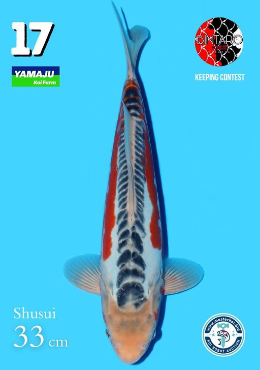 Lelang Koi Online, Jual Beli Ikan Koi, Pusat Jual Beli Koi, Info Lelang Koi Hari Ini, Platform Jual Beli Koi, Jual Beli Ikan Koi Online, Marketplace Ikan Koi, Jual Koi Terbaik, Tempat Beli Koi Berkualitas, Pasar Ikan Koi Online Terpercaya, Penjual Ikan Koi Terpercaya, Beli Koi Hias Online, Ikan Koi untuk Dijual, Koi Kualitas Terbaik, Toko Online Ikan Koi, Koi Hias Untuk Dijual, Jual Beli Ikan Koi Lokal, Koi Indonesia Online, Pusat Jual Beli Koi Terbesar