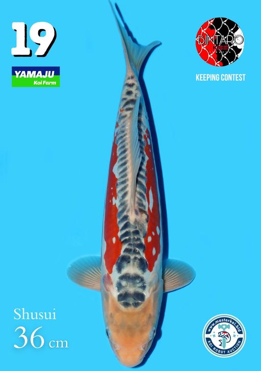 Lelang Koi Online, Jual Beli Ikan Koi, Pusat Jual Beli Koi, Info Lelang Koi Hari Ini, Platform Jual Beli Koi, Jual Beli Ikan Koi Online, Marketplace Ikan Koi, Jual Koi Terbaik, Tempat Beli Koi Berkualitas, Pasar Ikan Koi Online Terpercaya, Penjual Ikan Koi Terpercaya, Beli Koi Hias Online, Ikan Koi untuk Dijual, Koi Kualitas Terbaik, Toko Online Ikan Koi, Koi Hias Untuk Dijual, Jual Beli Ikan Koi Lokal, Koi Indonesia Online, Pusat Jual Beli Koi Terbesar