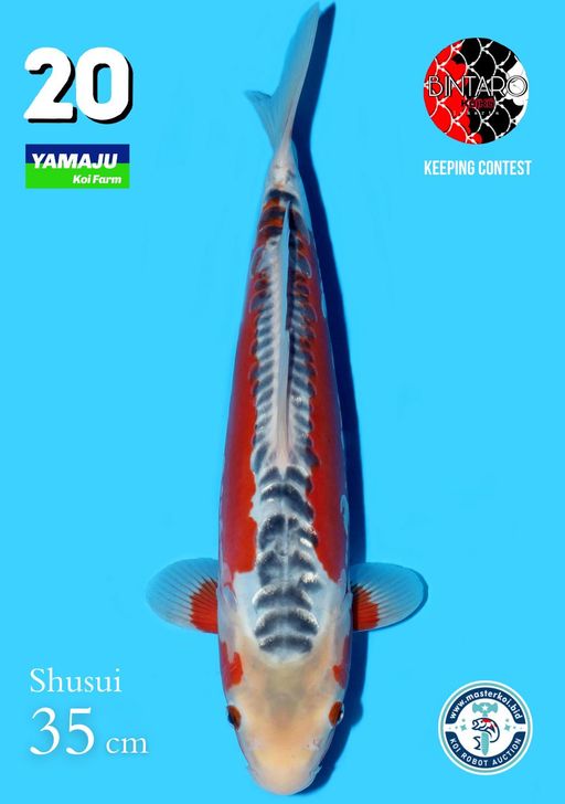 Lelang Koi Online, Jual Beli Ikan Koi, Pusat Jual Beli Koi, Info Lelang Koi Hari Ini, Platform Jual Beli Koi, Jual Beli Ikan Koi Online, Marketplace Ikan Koi, Jual Koi Terbaik, Tempat Beli Koi Berkualitas, Pasar Ikan Koi Online Terpercaya, Penjual Ikan Koi Terpercaya, Beli Koi Hias Online, Ikan Koi untuk Dijual, Koi Kualitas Terbaik, Toko Online Ikan Koi, Koi Hias Untuk Dijual, Jual Beli Ikan Koi Lokal, Koi Indonesia Online, Pusat Jual Beli Koi Terbesar