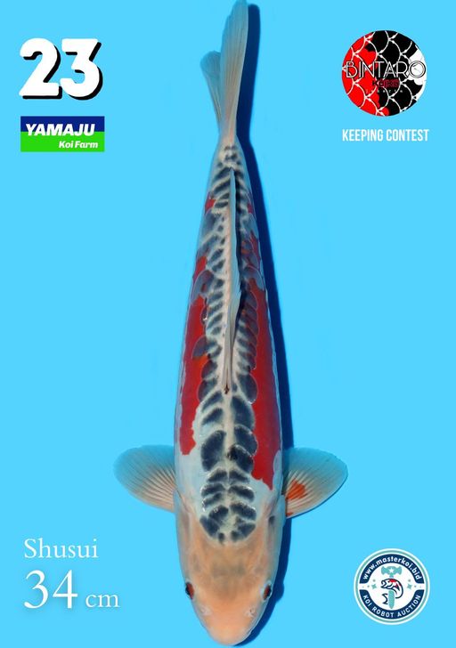 Lelang Koi Online, Jual Beli Ikan Koi, Pusat Jual Beli Koi, Info Lelang Koi Hari Ini, Platform Jual Beli Koi, Jual Beli Ikan Koi Online, Marketplace Ikan Koi, Jual Koi Terbaik, Tempat Beli Koi Berkualitas, Pasar Ikan Koi Online Terpercaya, Penjual Ikan Koi Terpercaya, Beli Koi Hias Online, Ikan Koi untuk Dijual, Koi Kualitas Terbaik, Toko Online Ikan Koi, Koi Hias Untuk Dijual, Jual Beli Ikan Koi Lokal, Koi Indonesia Online, Pusat Jual Beli Koi Terbesar