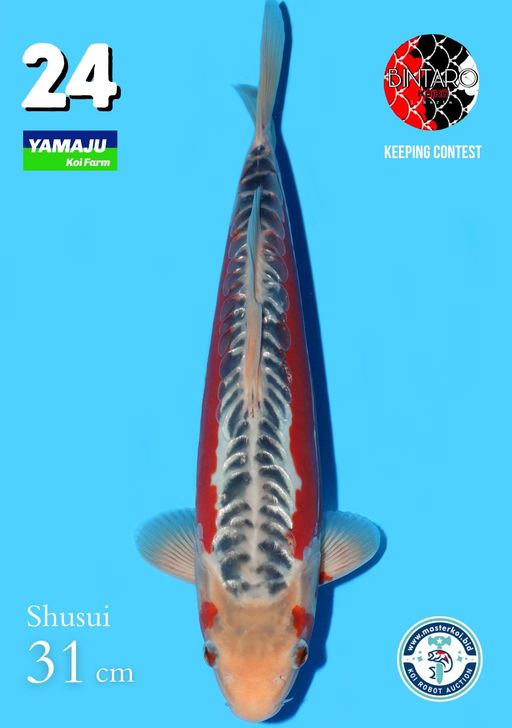 Lelang Koi Online, Jual Beli Ikan Koi, Pusat Jual Beli Koi, Info Lelang Koi Hari Ini, Platform Jual Beli Koi, Jual Beli Ikan Koi Online, Marketplace Ikan Koi, Jual Koi Terbaik, Tempat Beli Koi Berkualitas, Pasar Ikan Koi Online Terpercaya, Penjual Ikan Koi Terpercaya, Beli Koi Hias Online, Ikan Koi untuk Dijual, Koi Kualitas Terbaik, Toko Online Ikan Koi, Koi Hias Untuk Dijual, Jual Beli Ikan Koi Lokal, Koi Indonesia Online, Pusat Jual Beli Koi Terbesar