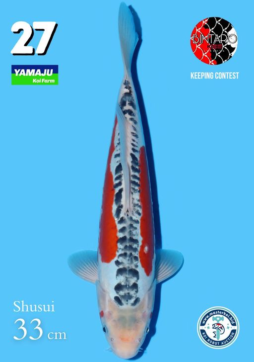Lelang Koi Online, Jual Beli Ikan Koi, Pusat Jual Beli Koi, Info Lelang Koi Hari Ini, Platform Jual Beli Koi, Jual Beli Ikan Koi Online, Marketplace Ikan Koi, Jual Koi Terbaik, Tempat Beli Koi Berkualitas, Pasar Ikan Koi Online Terpercaya, Penjual Ikan Koi Terpercaya, Beli Koi Hias Online, Ikan Koi untuk Dijual, Koi Kualitas Terbaik, Toko Online Ikan Koi, Koi Hias Untuk Dijual, Jual Beli Ikan Koi Lokal, Koi Indonesia Online, Pusat Jual Beli Koi Terbesar