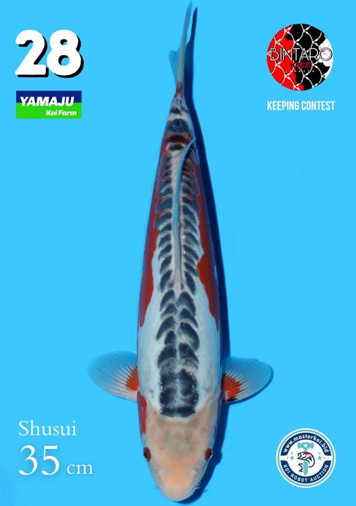 Lelang Koi Online, Jual Beli Ikan Koi, Pusat Jual Beli Koi, Info Lelang Koi Hari Ini, Platform Jual Beli Koi, Jual Beli Ikan Koi Online, Marketplace Ikan Koi, Jual Koi Terbaik, Tempat Beli Koi Berkualitas, Pasar Ikan Koi Online Terpercaya, Penjual Ikan Koi Terpercaya, Beli Koi Hias Online, Ikan Koi untuk Dijual, Koi Kualitas Terbaik, Toko Online Ikan Koi, Koi Hias Untuk Dijual, Jual Beli Ikan Koi Lokal, Koi Indonesia Online, Pusat Jual Beli Koi Terbesar