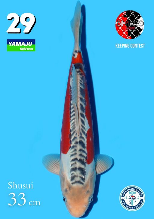 Lelang Koi Online, Jual Beli Ikan Koi, Pusat Jual Beli Koi, Info Lelang Koi Hari Ini, Platform Jual Beli Koi, Jual Beli Ikan Koi Online, Marketplace Ikan Koi, Jual Koi Terbaik, Tempat Beli Koi Berkualitas, Pasar Ikan Koi Online Terpercaya, Penjual Ikan Koi Terpercaya, Beli Koi Hias Online, Ikan Koi untuk Dijual, Koi Kualitas Terbaik, Toko Online Ikan Koi, Koi Hias Untuk Dijual, Jual Beli Ikan Koi Lokal, Koi Indonesia Online, Pusat Jual Beli Koi Terbesar