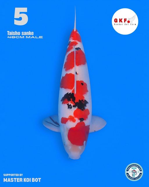 Lelang Koi Online, Jual Beli Ikan Koi, Pusat Jual Beli Koi, Info Lelang Koi Hari Ini, Platform Jual Beli Koi, Jual Beli Ikan Koi Online, Marketplace Ikan Koi, Jual Koi Terbaik, Tempat Beli Koi Berkualitas, Pasar Ikan Koi Online Terpercaya, Penjual Ikan Koi Terpercaya, Beli Koi Hias Online, Ikan Koi untuk Dijual, Koi Kualitas Terbaik, Toko Online Ikan Koi, Koi Hias Untuk Dijual, Jual Beli Ikan Koi Lokal, Koi Indonesia Online, Pusat Jual Beli Koi Terbesar