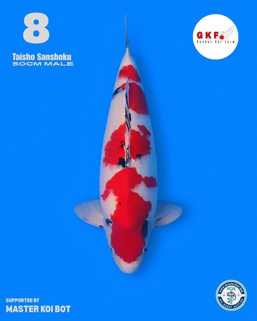 Lelang Koi Online, Jual Beli Ikan Koi, Pusat Jual Beli Koi, Info Lelang Koi Hari Ini, Platform Jual Beli Koi, Jual Beli Ikan Koi Online, Marketplace Ikan Koi, Jual Koi Terbaik, Tempat Beli Koi Berkualitas, Pasar Ikan Koi Online Terpercaya, Penjual Ikan Koi Terpercaya, Beli Koi Hias Online, Ikan Koi untuk Dijual, Koi Kualitas Terbaik, Toko Online Ikan Koi, Koi Hias Untuk Dijual, Jual Beli Ikan Koi Lokal, Koi Indonesia Online, Pusat Jual Beli Koi Terbesar
