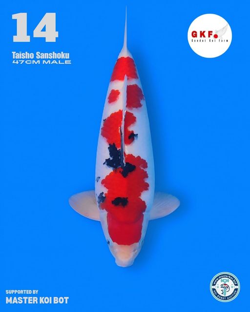 Lelang Koi Online, Jual Beli Ikan Koi, Pusat Jual Beli Koi, Info Lelang Koi Hari Ini, Platform Jual Beli Koi, Jual Beli Ikan Koi Online, Marketplace Ikan Koi, Jual Koi Terbaik, Tempat Beli Koi Berkualitas, Pasar Ikan Koi Online Terpercaya, Penjual Ikan Koi Terpercaya, Beli Koi Hias Online, Ikan Koi untuk Dijual, Koi Kualitas Terbaik, Toko Online Ikan Koi, Koi Hias Untuk Dijual, Jual Beli Ikan Koi Lokal, Koi Indonesia Online, Pusat Jual Beli Koi Terbesar