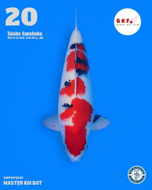 Lelang Koi Online, Jual Beli Ikan Koi, Pusat Jual Beli Koi, Info Lelang Koi Hari Ini, Platform Jual Beli Koi, Jual Beli Ikan Koi Online, Marketplace Ikan Koi, Jual Koi Terbaik, Tempat Beli Koi Berkualitas, Pasar Ikan Koi Online Terpercaya, Penjual Ikan Koi Terpercaya, Beli Koi Hias Online, Ikan Koi untuk Dijual, Koi Kualitas Terbaik, Toko Online Ikan Koi, Koi Hias Untuk Dijual, Jual Beli Ikan Koi Lokal, Koi Indonesia Online, Pusat Jual Beli Koi Terbesar