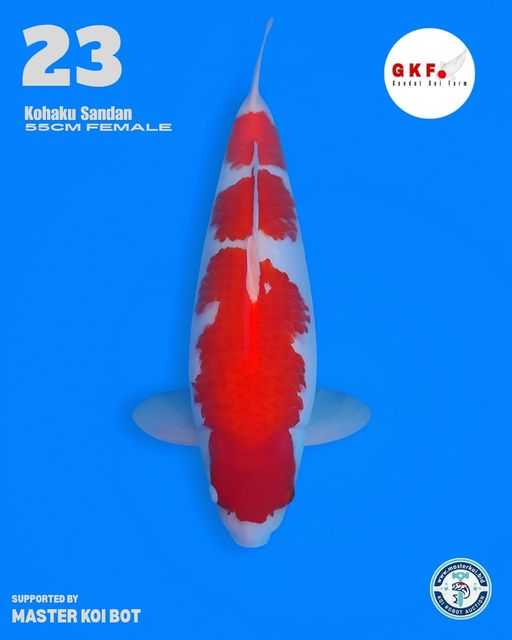Lelang Koi Online, Jual Beli Ikan Koi, Pusat Jual Beli Koi, Info Lelang Koi Hari Ini, Platform Jual Beli Koi, Jual Beli Ikan Koi Online, Marketplace Ikan Koi, Jual Koi Terbaik, Tempat Beli Koi Berkualitas, Pasar Ikan Koi Online Terpercaya, Penjual Ikan Koi Terpercaya, Beli Koi Hias Online, Ikan Koi untuk Dijual, Koi Kualitas Terbaik, Toko Online Ikan Koi, Koi Hias Untuk Dijual, Jual Beli Ikan Koi Lokal, Koi Indonesia Online, Pusat Jual Beli Koi Terbesar