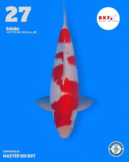 Lelang Koi Online, Jual Beli Ikan Koi, Pusat Jual Beli Koi, Info Lelang Koi Hari Ini, Platform Jual Beli Koi, Jual Beli Ikan Koi Online, Marketplace Ikan Koi, Jual Koi Terbaik, Tempat Beli Koi Berkualitas, Pasar Ikan Koi Online Terpercaya, Penjual Ikan Koi Terpercaya, Beli Koi Hias Online, Ikan Koi untuk Dijual, Koi Kualitas Terbaik, Toko Online Ikan Koi, Koi Hias Untuk Dijual, Jual Beli Ikan Koi Lokal, Koi Indonesia Online, Pusat Jual Beli Koi Terbesar