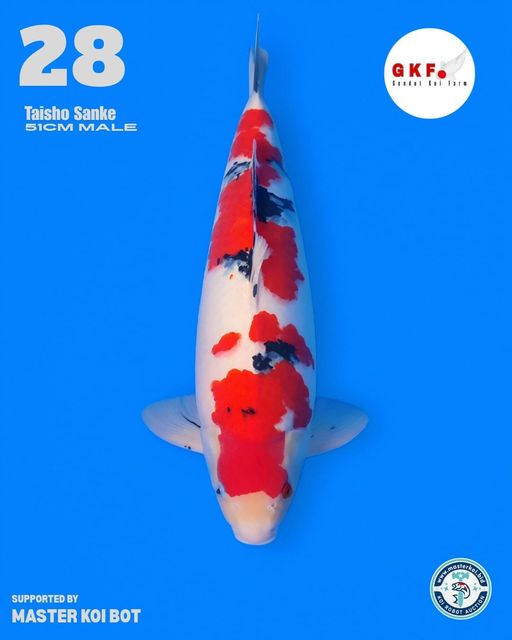 Lelang Koi Online, Jual Beli Ikan Koi, Pusat Jual Beli Koi, Info Lelang Koi Hari Ini, Platform Jual Beli Koi, Jual Beli Ikan Koi Online, Marketplace Ikan Koi, Jual Koi Terbaik, Tempat Beli Koi Berkualitas, Pasar Ikan Koi Online Terpercaya, Penjual Ikan Koi Terpercaya, Beli Koi Hias Online, Ikan Koi untuk Dijual, Koi Kualitas Terbaik, Toko Online Ikan Koi, Koi Hias Untuk Dijual, Jual Beli Ikan Koi Lokal, Koi Indonesia Online, Pusat Jual Beli Koi Terbesar