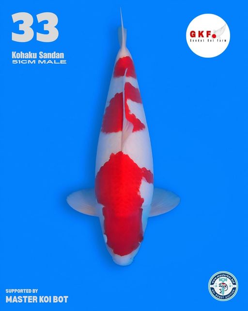 Lelang Koi Online, Jual Beli Ikan Koi, Pusat Jual Beli Koi, Info Lelang Koi Hari Ini, Platform Jual Beli Koi, Jual Beli Ikan Koi Online, Marketplace Ikan Koi, Jual Koi Terbaik, Tempat Beli Koi Berkualitas, Pasar Ikan Koi Online Terpercaya, Penjual Ikan Koi Terpercaya, Beli Koi Hias Online, Ikan Koi untuk Dijual, Koi Kualitas Terbaik, Toko Online Ikan Koi, Koi Hias Untuk Dijual, Jual Beli Ikan Koi Lokal, Koi Indonesia Online, Pusat Jual Beli Koi Terbesar