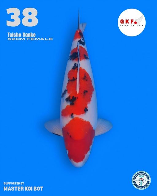 Lelang Koi Online, Jual Beli Ikan Koi, Pusat Jual Beli Koi, Info Lelang Koi Hari Ini, Platform Jual Beli Koi, Jual Beli Ikan Koi Online, Marketplace Ikan Koi, Jual Koi Terbaik, Tempat Beli Koi Berkualitas, Pasar Ikan Koi Online Terpercaya, Penjual Ikan Koi Terpercaya, Beli Koi Hias Online, Ikan Koi untuk Dijual, Koi Kualitas Terbaik, Toko Online Ikan Koi, Koi Hias Untuk Dijual, Jual Beli Ikan Koi Lokal, Koi Indonesia Online, Pusat Jual Beli Koi Terbesar