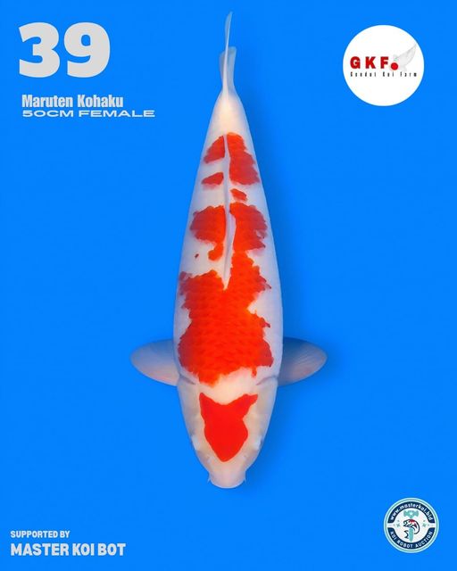 Lelang Koi Online, Jual Beli Ikan Koi, Pusat Jual Beli Koi, Info Lelang Koi Hari Ini, Platform Jual Beli Koi, Jual Beli Ikan Koi Online, Marketplace Ikan Koi, Jual Koi Terbaik, Tempat Beli Koi Berkualitas, Pasar Ikan Koi Online Terpercaya, Penjual Ikan Koi Terpercaya, Beli Koi Hias Online, Ikan Koi untuk Dijual, Koi Kualitas Terbaik, Toko Online Ikan Koi, Koi Hias Untuk Dijual, Jual Beli Ikan Koi Lokal, Koi Indonesia Online, Pusat Jual Beli Koi Terbesar