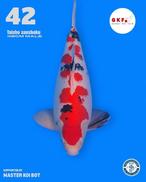 Lelang Koi Online, Jual Beli Ikan Koi, Pusat Jual Beli Koi, Info Lelang Koi Hari Ini, Platform Jual Beli Koi, Jual Beli Ikan Koi Online, Marketplace Ikan Koi, Jual Koi Terbaik, Tempat Beli Koi Berkualitas, Pasar Ikan Koi Online Terpercaya, Penjual Ikan Koi Terpercaya, Beli Koi Hias Online, Ikan Koi untuk Dijual, Koi Kualitas Terbaik, Toko Online Ikan Koi, Koi Hias Untuk Dijual, Jual Beli Ikan Koi Lokal, Koi Indonesia Online, Pusat Jual Beli Koi Terbesar