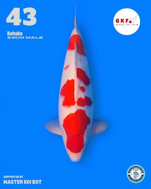 Lelang Koi Online, Jual Beli Ikan Koi, Pusat Jual Beli Koi, Info Lelang Koi Hari Ini, Platform Jual Beli Koi, Jual Beli Ikan Koi Online, Marketplace Ikan Koi, Jual Koi Terbaik, Tempat Beli Koi Berkualitas, Pasar Ikan Koi Online Terpercaya, Penjual Ikan Koi Terpercaya, Beli Koi Hias Online, Ikan Koi untuk Dijual, Koi Kualitas Terbaik, Toko Online Ikan Koi, Koi Hias Untuk Dijual, Jual Beli Ikan Koi Lokal, Koi Indonesia Online, Pusat Jual Beli Koi Terbesar