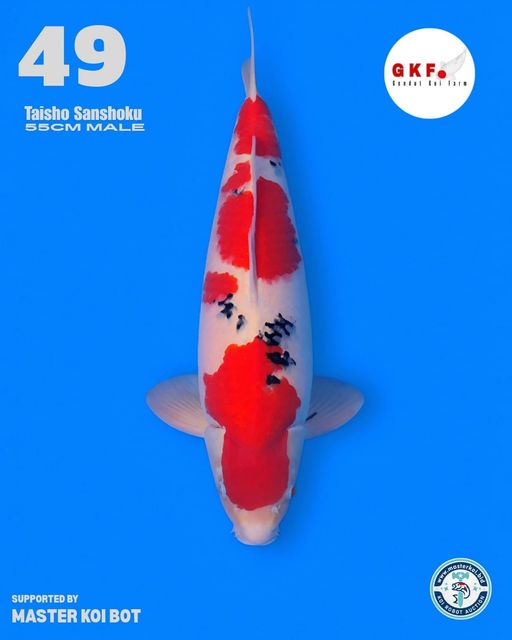 Lelang Koi Online, Jual Beli Ikan Koi, Pusat Jual Beli Koi, Info Lelang Koi Hari Ini, Platform Jual Beli Koi, Jual Beli Ikan Koi Online, Marketplace Ikan Koi, Jual Koi Terbaik, Tempat Beli Koi Berkualitas, Pasar Ikan Koi Online Terpercaya, Penjual Ikan Koi Terpercaya, Beli Koi Hias Online, Ikan Koi untuk Dijual, Koi Kualitas Terbaik, Toko Online Ikan Koi, Koi Hias Untuk Dijual, Jual Beli Ikan Koi Lokal, Koi Indonesia Online, Pusat Jual Beli Koi Terbesar