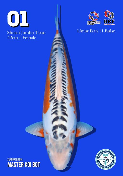 Lelang Koi Online, Jual Beli Ikan Koi, Pusat Jual Beli Koi, Info Lelang Koi Hari Ini, Platform Jual Beli Koi, Jual Beli Ikan Koi Online, Marketplace Ikan Koi, Jual Koi Terbaik, Tempat Beli Koi Berkualitas, Pasar Ikan Koi Online Terpercaya, Penjual Ikan Koi Terpercaya, Beli Koi Hias Online, Ikan Koi untuk Dijual, Koi Kualitas Terbaik, Toko Online Ikan Koi, Koi Hias Untuk Dijual, Jual Beli Ikan Koi Lokal, Koi Indonesia Online, Pusat Jual Beli Koi Terbesar