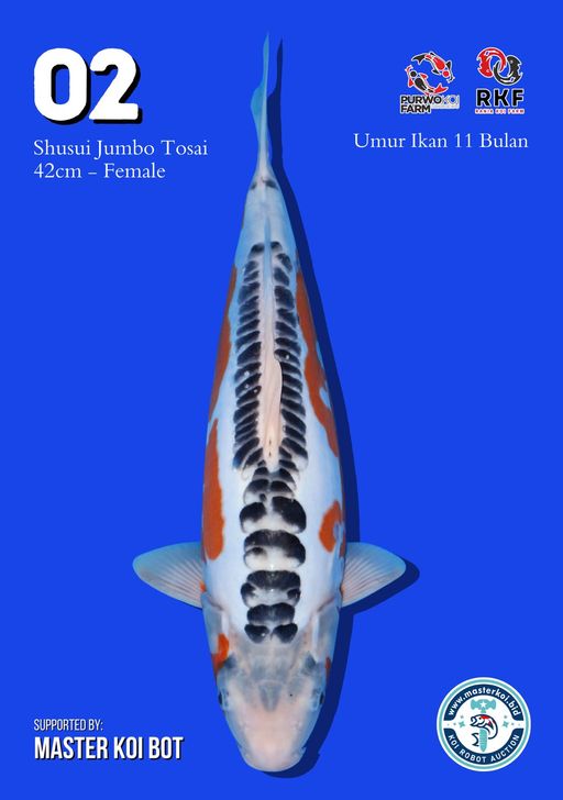 Lelang Koi Online, Jual Beli Ikan Koi, Pusat Jual Beli Koi, Info Lelang Koi Hari Ini, Platform Jual Beli Koi, Jual Beli Ikan Koi Online, Marketplace Ikan Koi, Jual Koi Terbaik, Tempat Beli Koi Berkualitas, Pasar Ikan Koi Online Terpercaya, Penjual Ikan Koi Terpercaya, Beli Koi Hias Online, Ikan Koi untuk Dijual, Koi Kualitas Terbaik, Toko Online Ikan Koi, Koi Hias Untuk Dijual, Jual Beli Ikan Koi Lokal, Koi Indonesia Online, Pusat Jual Beli Koi Terbesar