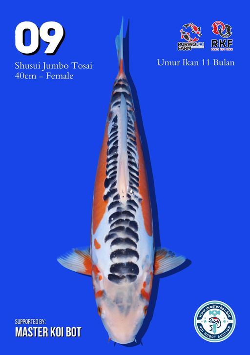 Lelang Koi Online, Jual Beli Ikan Koi, Pusat Jual Beli Koi, Info Lelang Koi Hari Ini, Platform Jual Beli Koi, Jual Beli Ikan Koi Online, Marketplace Ikan Koi, Jual Koi Terbaik, Tempat Beli Koi Berkualitas, Pasar Ikan Koi Online Terpercaya, Penjual Ikan Koi Terpercaya, Beli Koi Hias Online, Ikan Koi untuk Dijual, Koi Kualitas Terbaik, Toko Online Ikan Koi, Koi Hias Untuk Dijual, Jual Beli Ikan Koi Lokal, Koi Indonesia Online, Pusat Jual Beli Koi Terbesar